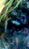 Petite image abstraite de l'oeil de la jument bleue.