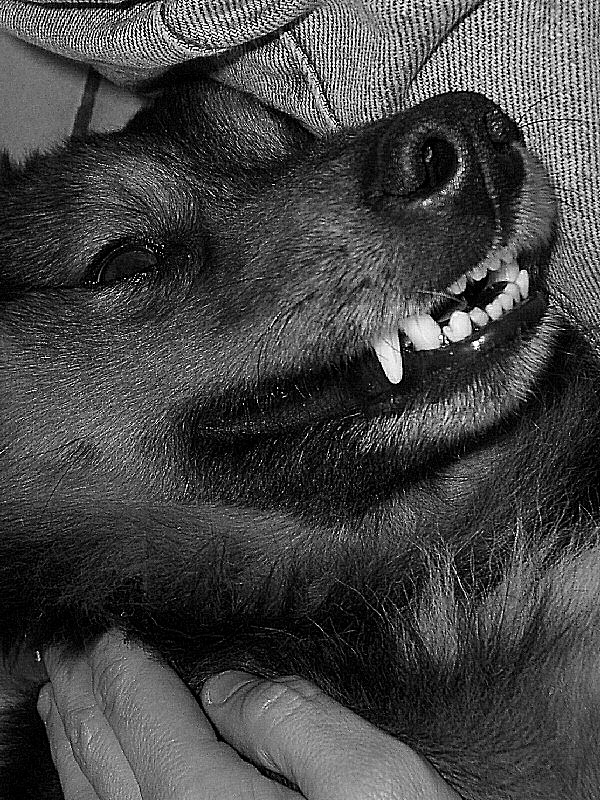 photo des dents du chien - du noir et blanc