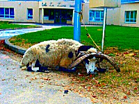 avatar d'une chèvre en captivité