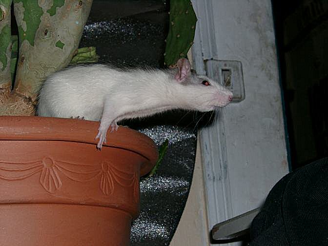 Photo du saut d'un rat - Rattus norvegicus