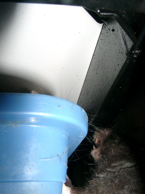 photo de la colère du rat