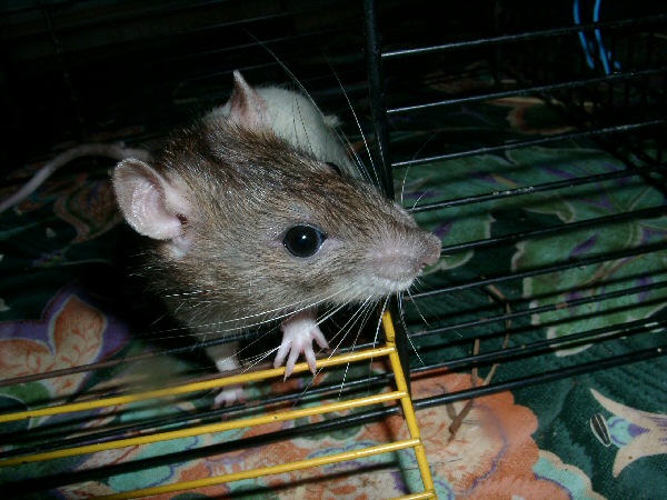 Photo d'un rat à la t&ecircte agoutie