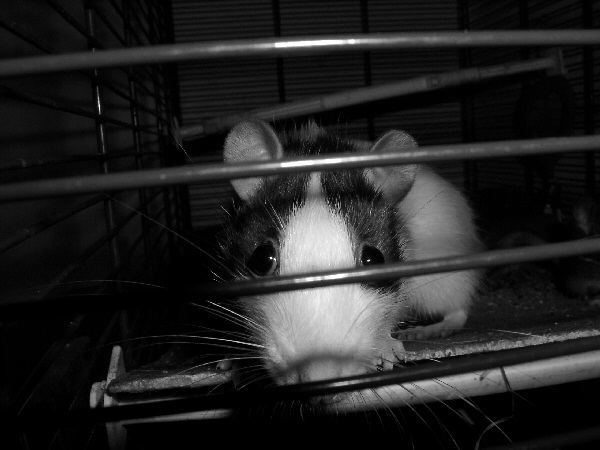 Belle photo en noir et blanc d'un rat