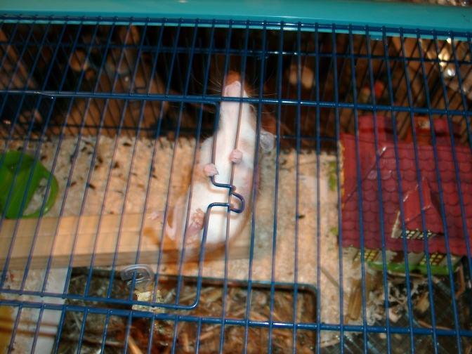 Photo de l'escalade d'un rat