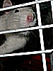 photo d'un rat