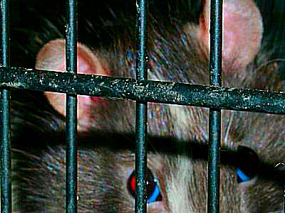 photo, animal en cage