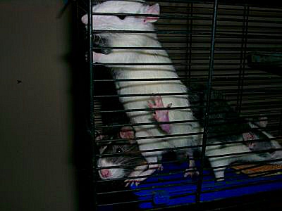 photo de rates - des rats femelles